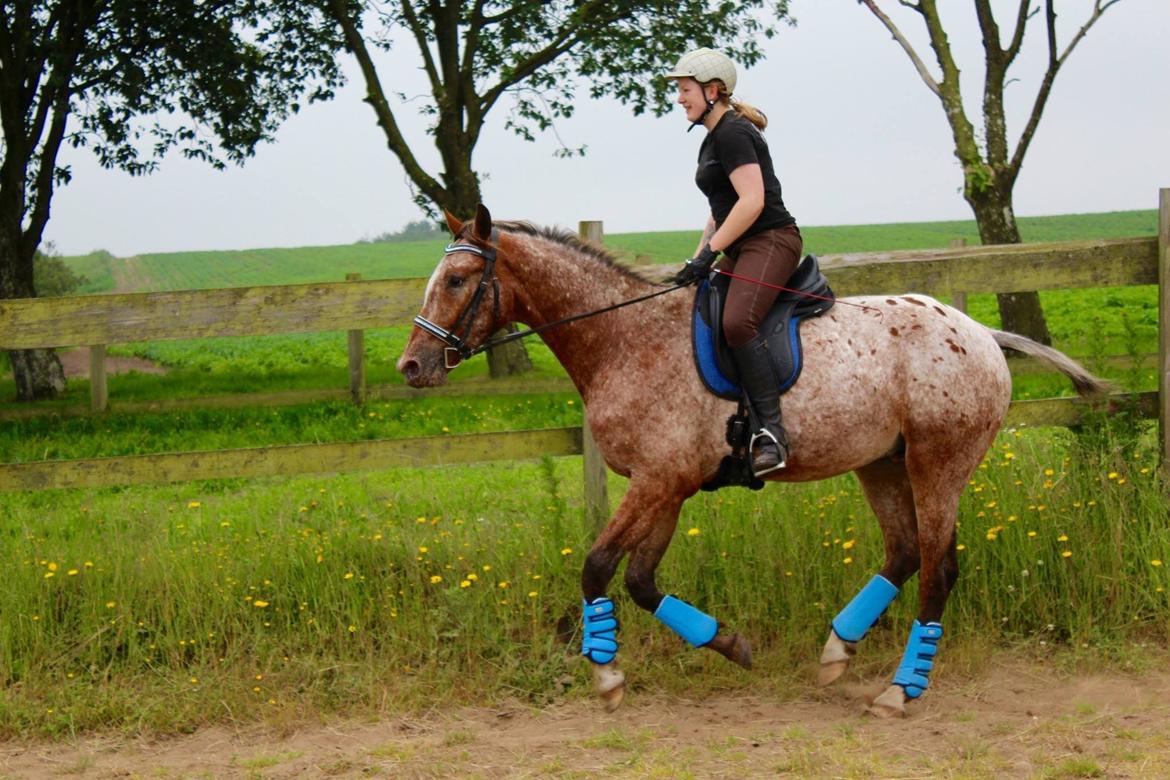 Knabstrupper Friis Secoya [min hund] billede 39