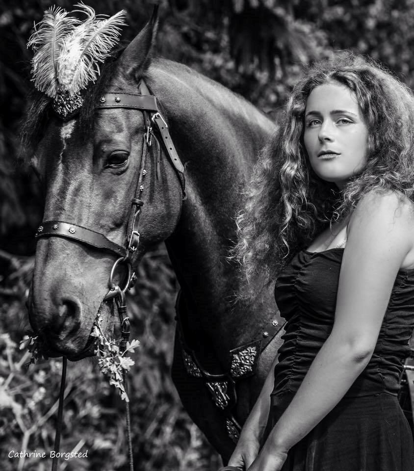 Hollandsk Varmblod Ravel billede 2