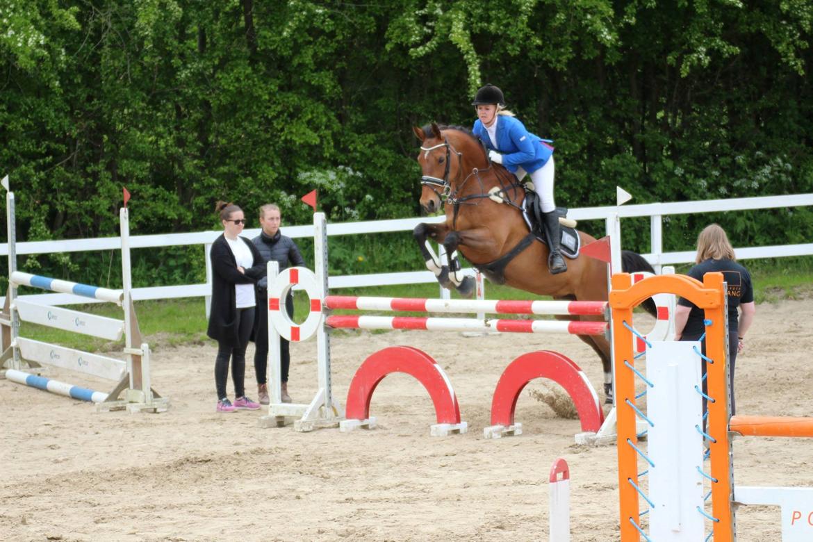 Dansk Varmblod Ørstedslunds Lucky Lady. <3 billede 9