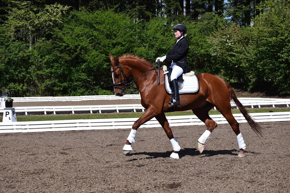 Dansk Varmblod Weltsieger - morsø 2015 billede 6