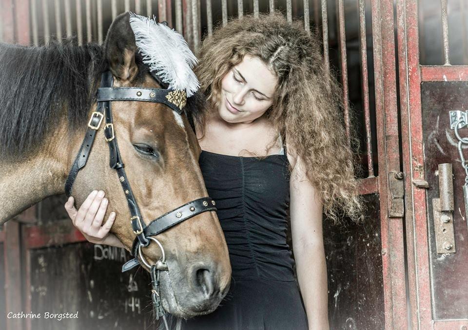 Hollandsk Varmblod Ravel billede 3