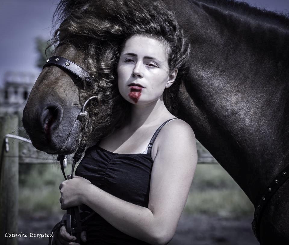 Hollandsk Varmblod Ravel billede 4