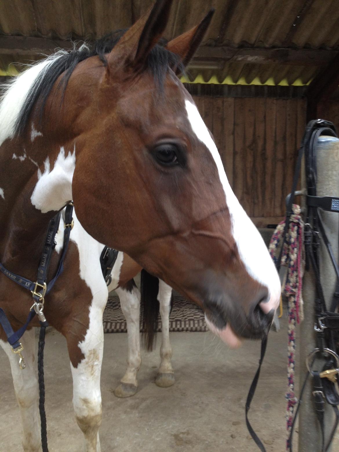 Pinto Estruplunds Chablis - Smukke Blibsen.<3 billede 1