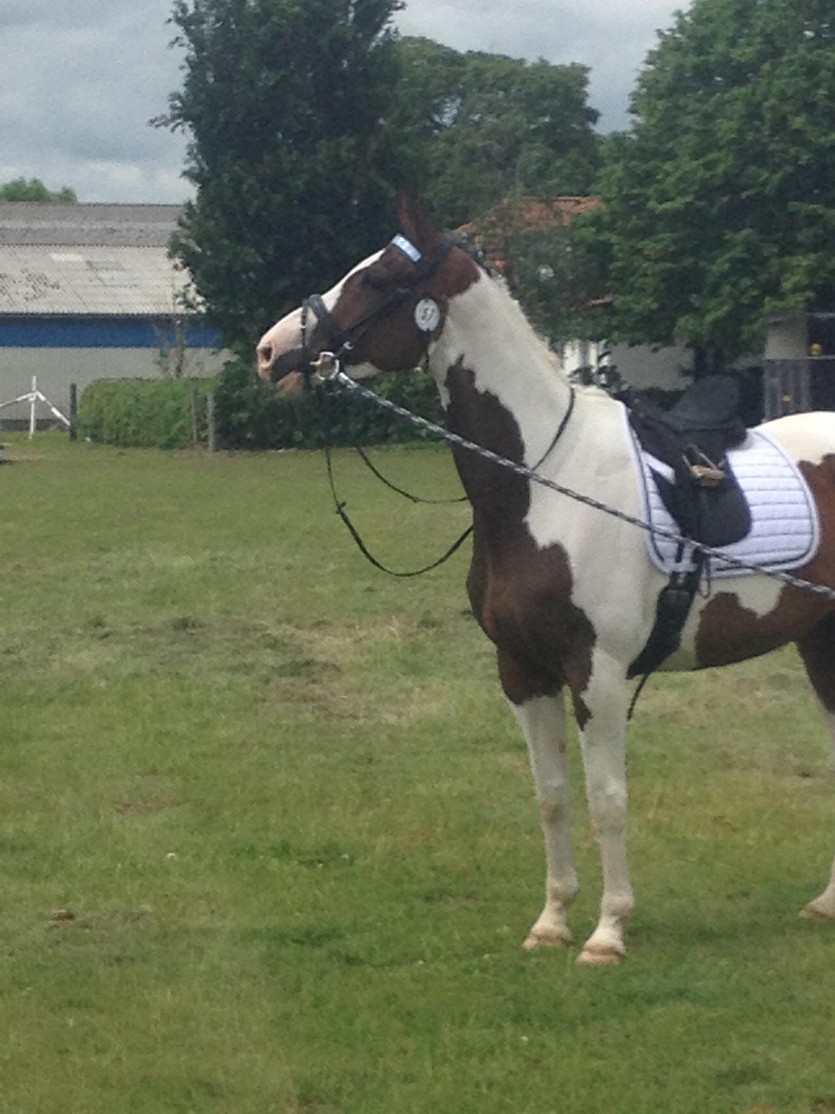 Pinto Estruplunds Chablis - Chablis til stævnet.<3 billede 6