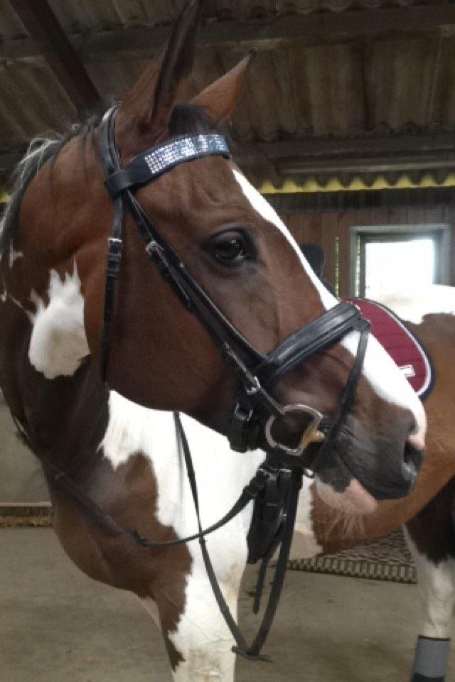 Pinto Estruplunds Chablis - Pæææne hest! billede 7