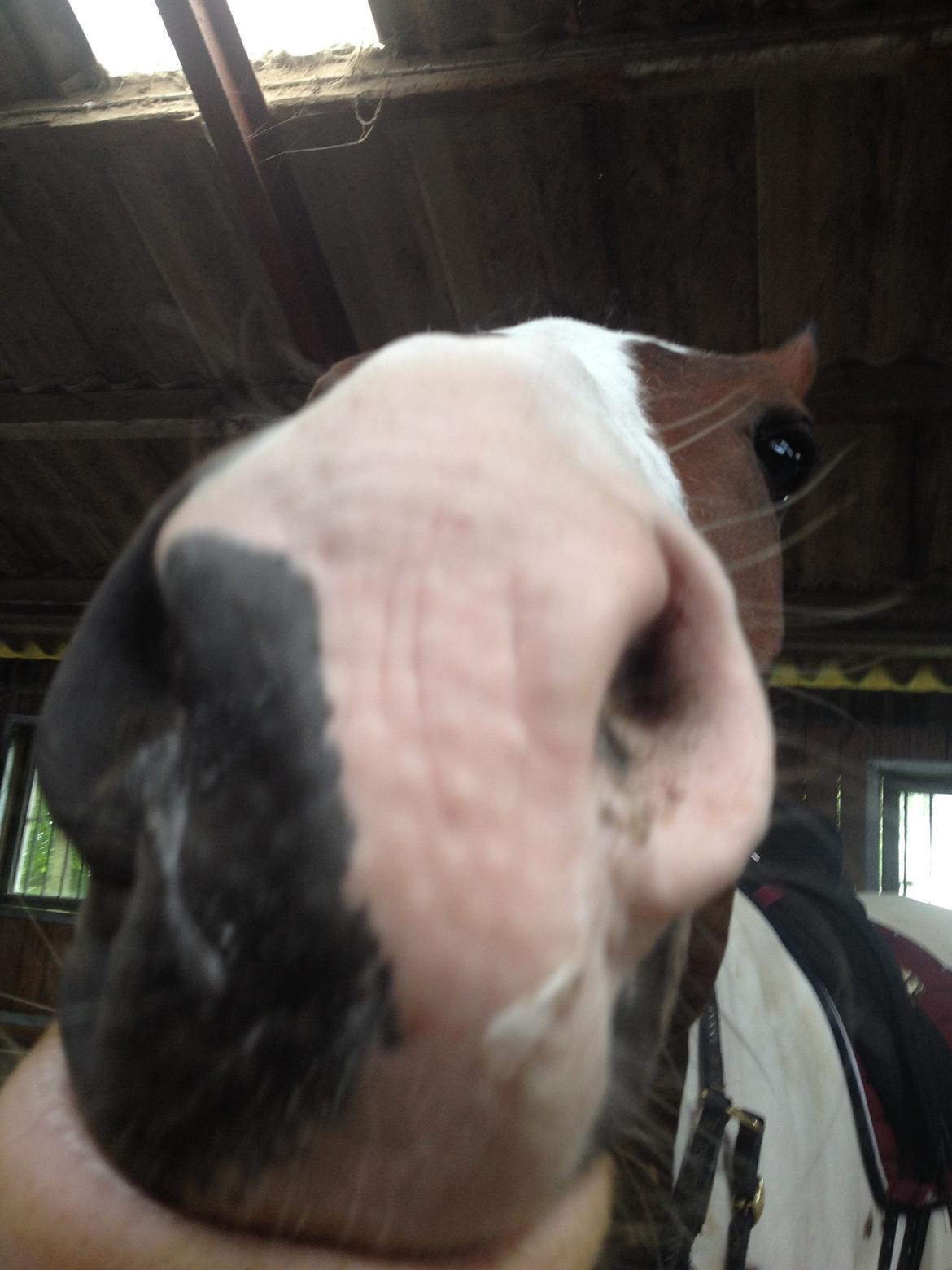 Pinto Estruplunds Chablis - Drillepind.. billede 3