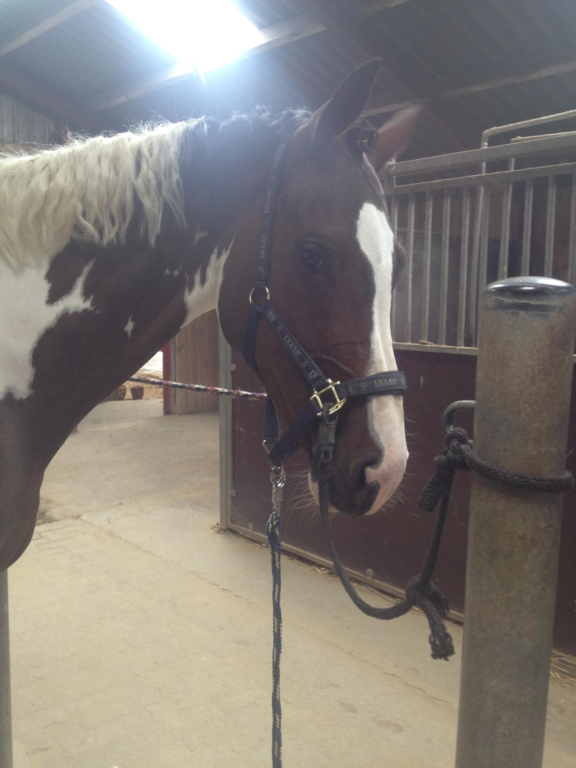 Pinto Estruplunds Chablis - Chablis er træt efter stævne.<3 billede 8