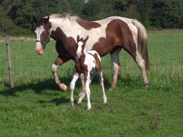 Pinto Estruplunds Chablis - Chablis som føl, og hendes mor.<3 billede 9