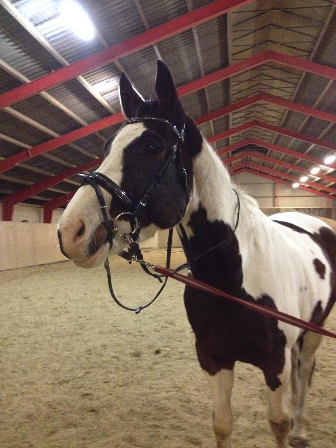 Pinto Estruplunds Chablis billede 10