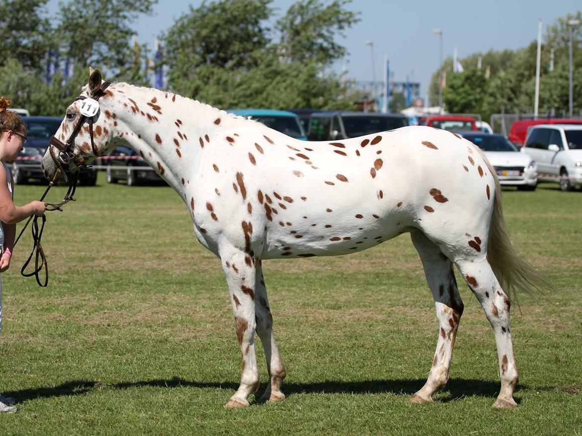 Knabstrupper Friis´ Rex-Ona - Landsskue 2015, taget af Helle Vistisen billede 8