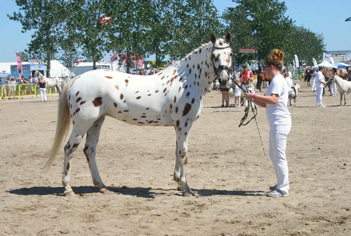 Knabstrupper Friis´ Rex-Ona - Landsskue 2015, taget af Mette GS billede 6