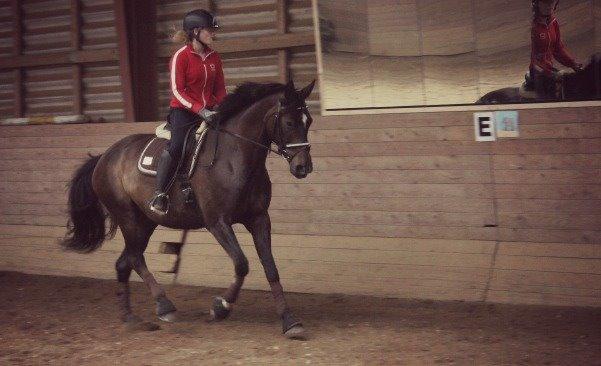 Dansk Varmblod Miss Light  billede 2