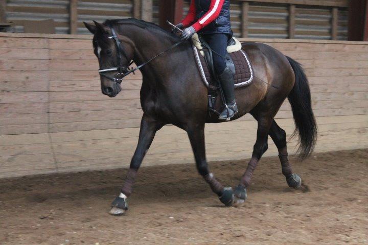 Dansk Varmblod Miss Light  billede 7