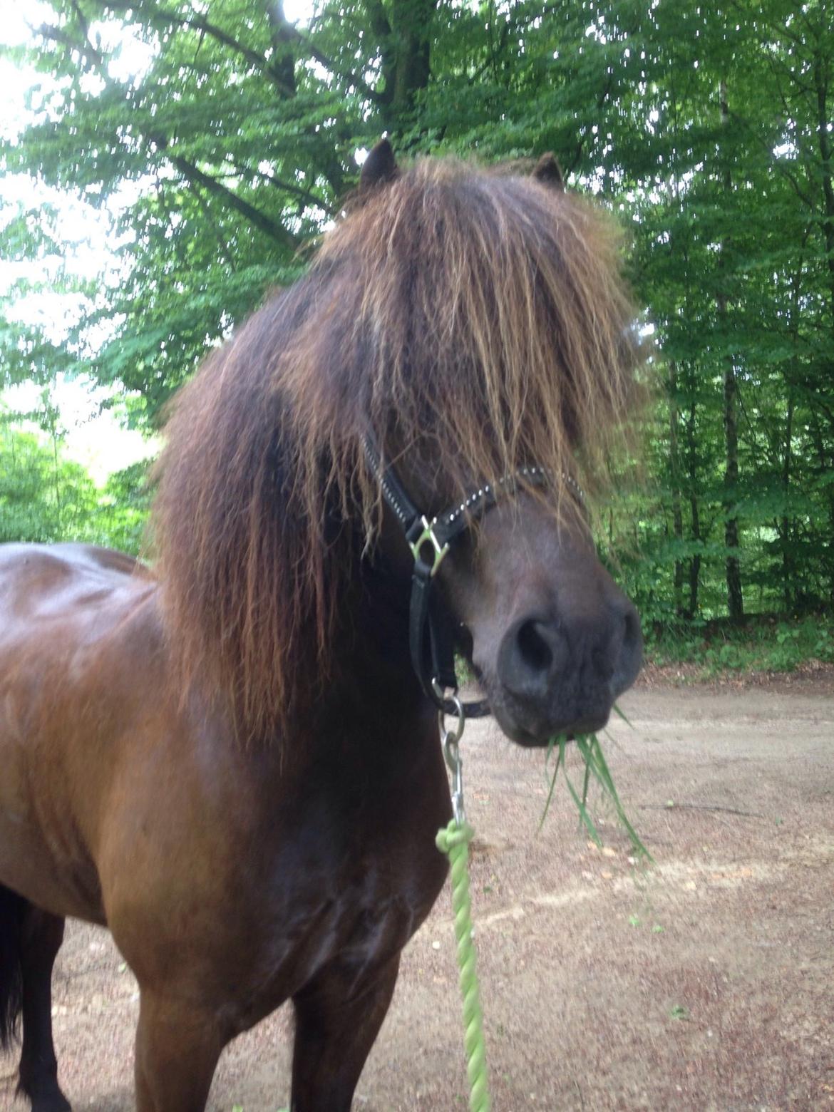 Islænder Stökull fra Studsgaard (Solgt) billede 9