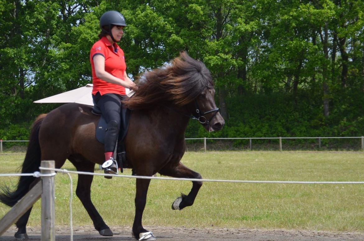 Islænder Stökull fra Studsgaard (Solgt) billede 7