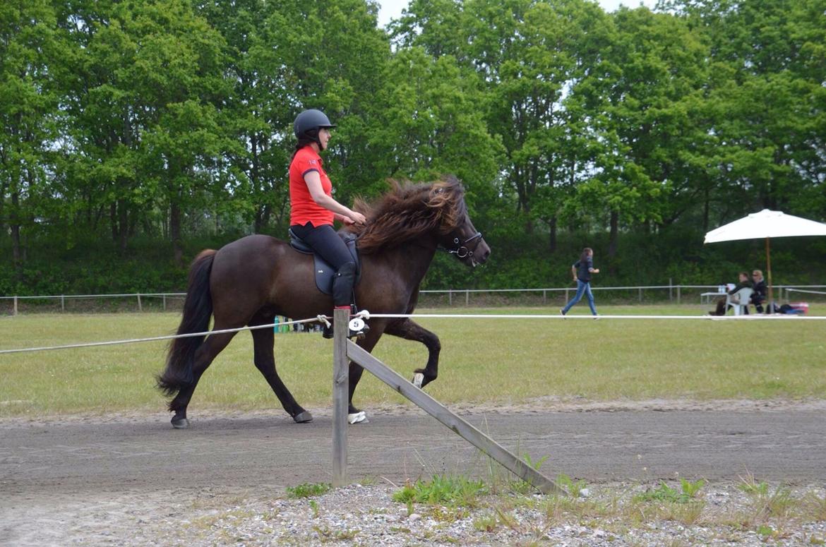 Islænder Stökull fra Studsgaard (Solgt) billede 6
