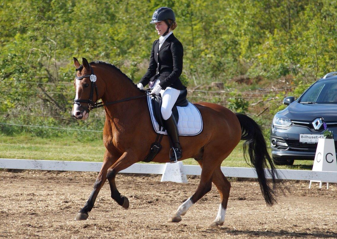 Anden særlig race Supér aka PONY - ENERGIBOMBEN |Solgt| billede 14