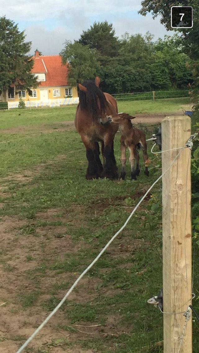 Belgier Malou Af Villa Viciosa billede 1