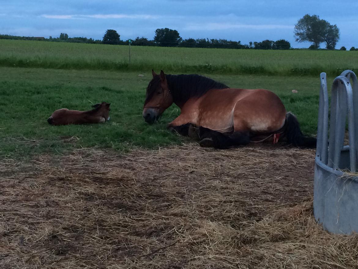 Belgier Malou Af Villa Viciosa billede 5