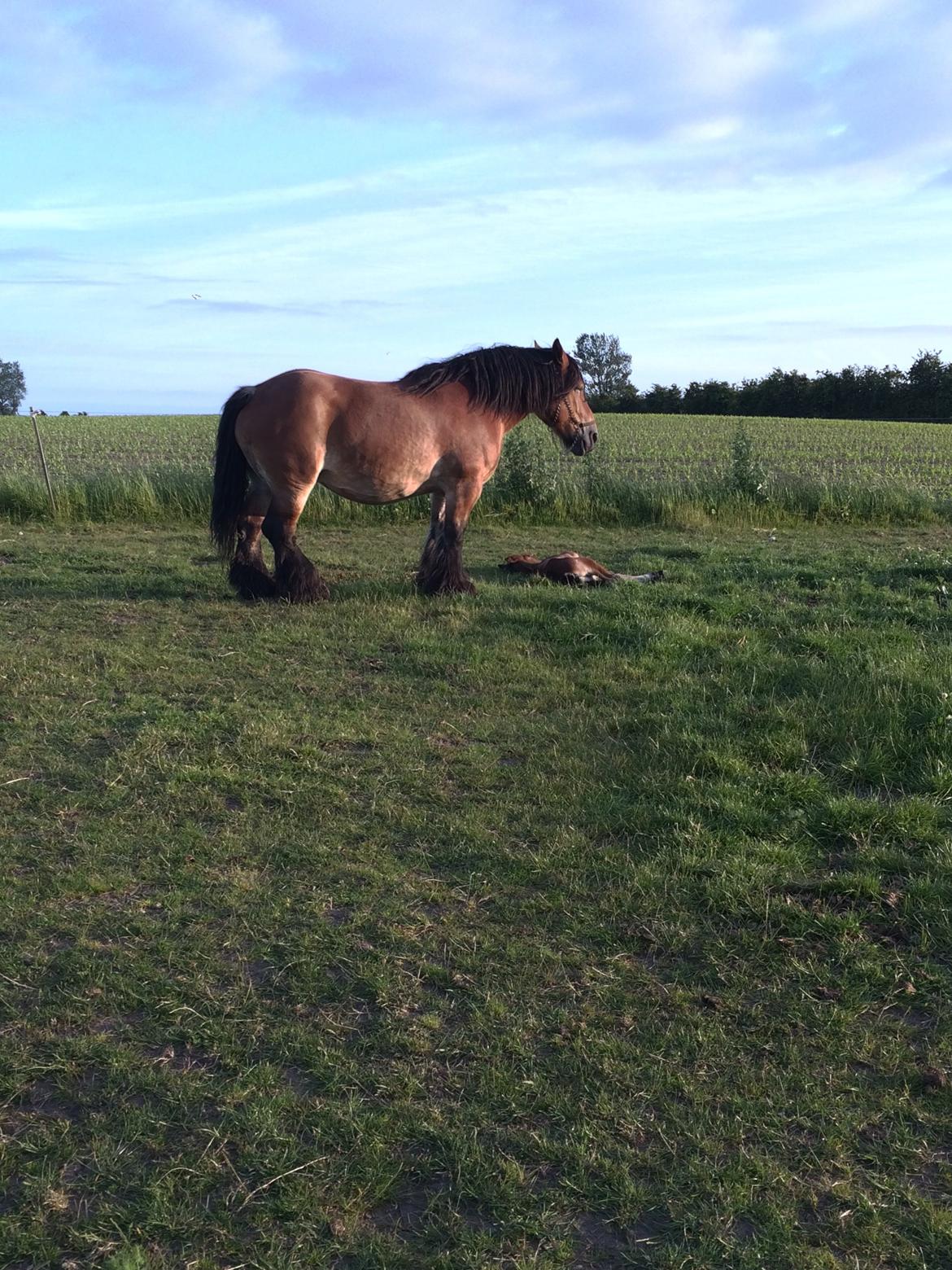 Belgier Malou Af Villa Viciosa billede 2