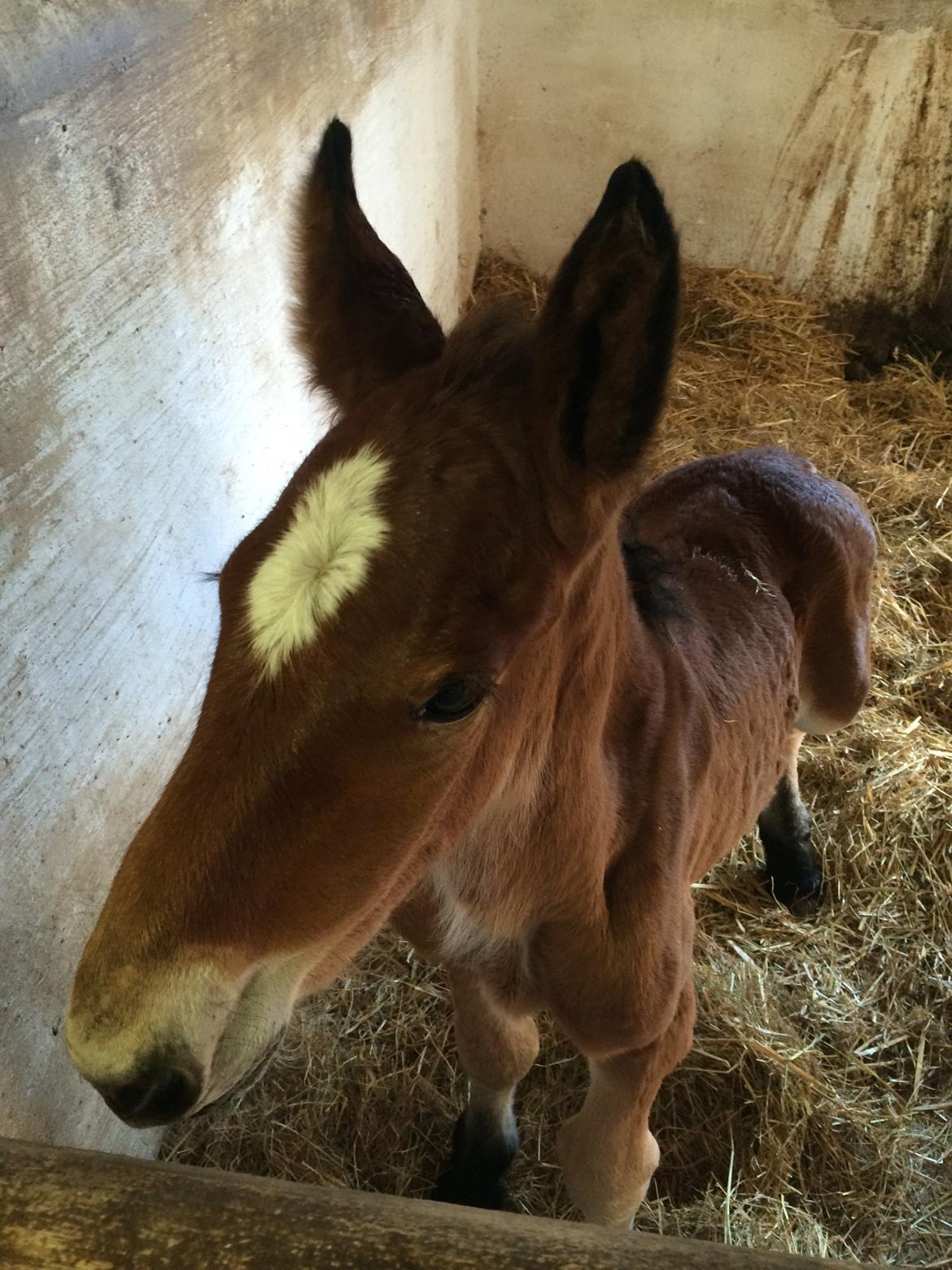 Belgier Malou Af Villa Viciosa billede 4