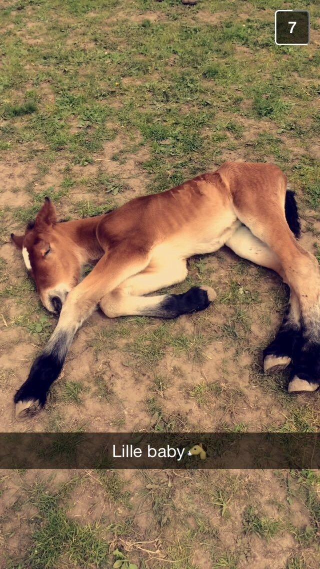 Belgier Malou Af Villa Viciosa billede 3