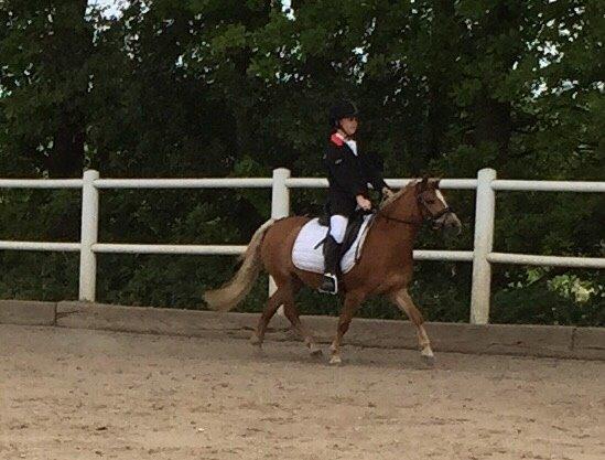 Welsh Pony (sec B) Rødsandgaards Beauty *solgt* billede 10