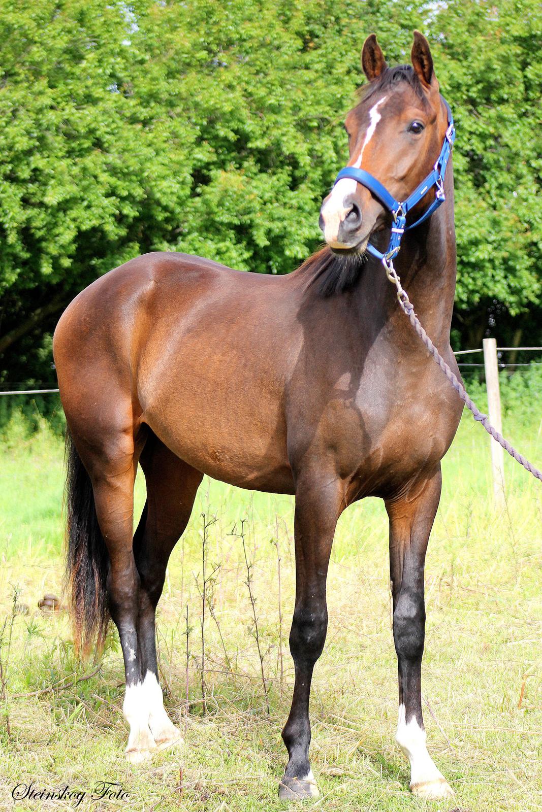 Dansk Varmblod De Mirago billede 12