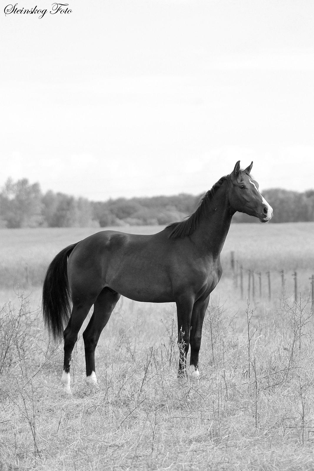 Dansk Varmblod De Mirago billede 16