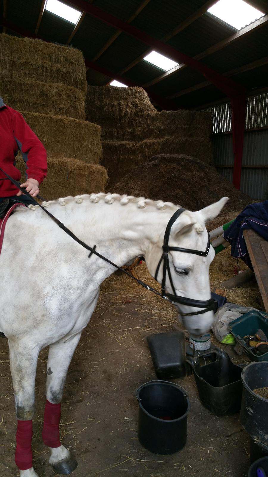 Connemara Bøgely Moonlight billede 6