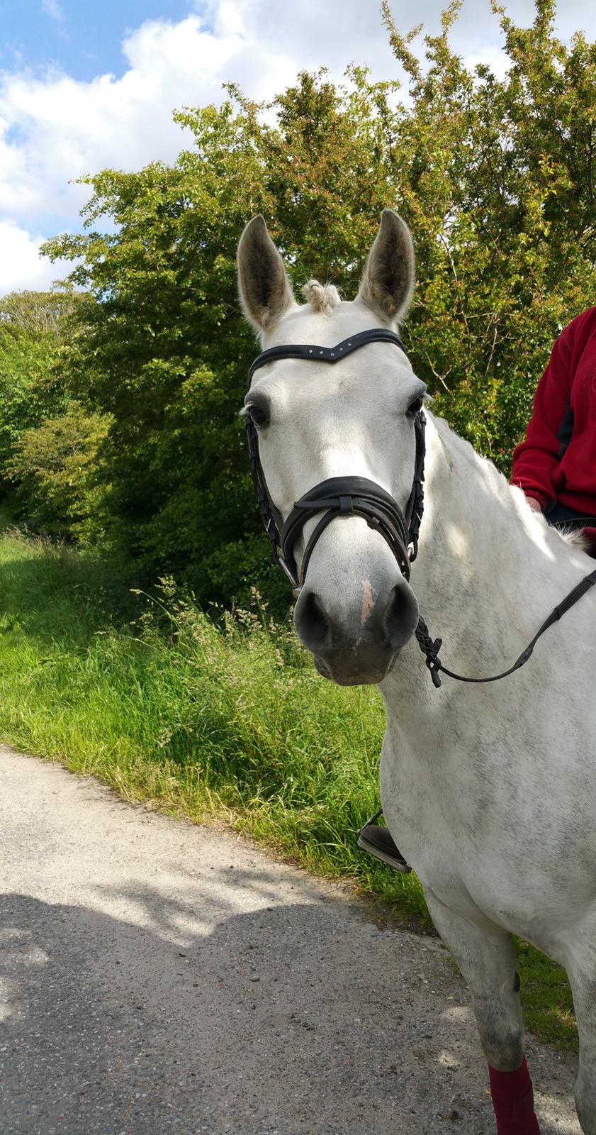Connemara Bøgely Moonlight billede 1