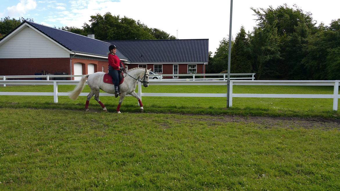 Connemara Bøgely Moonlight billede 17