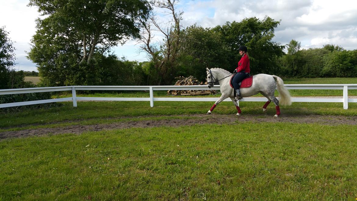 Connemara Bøgely Moonlight billede 14