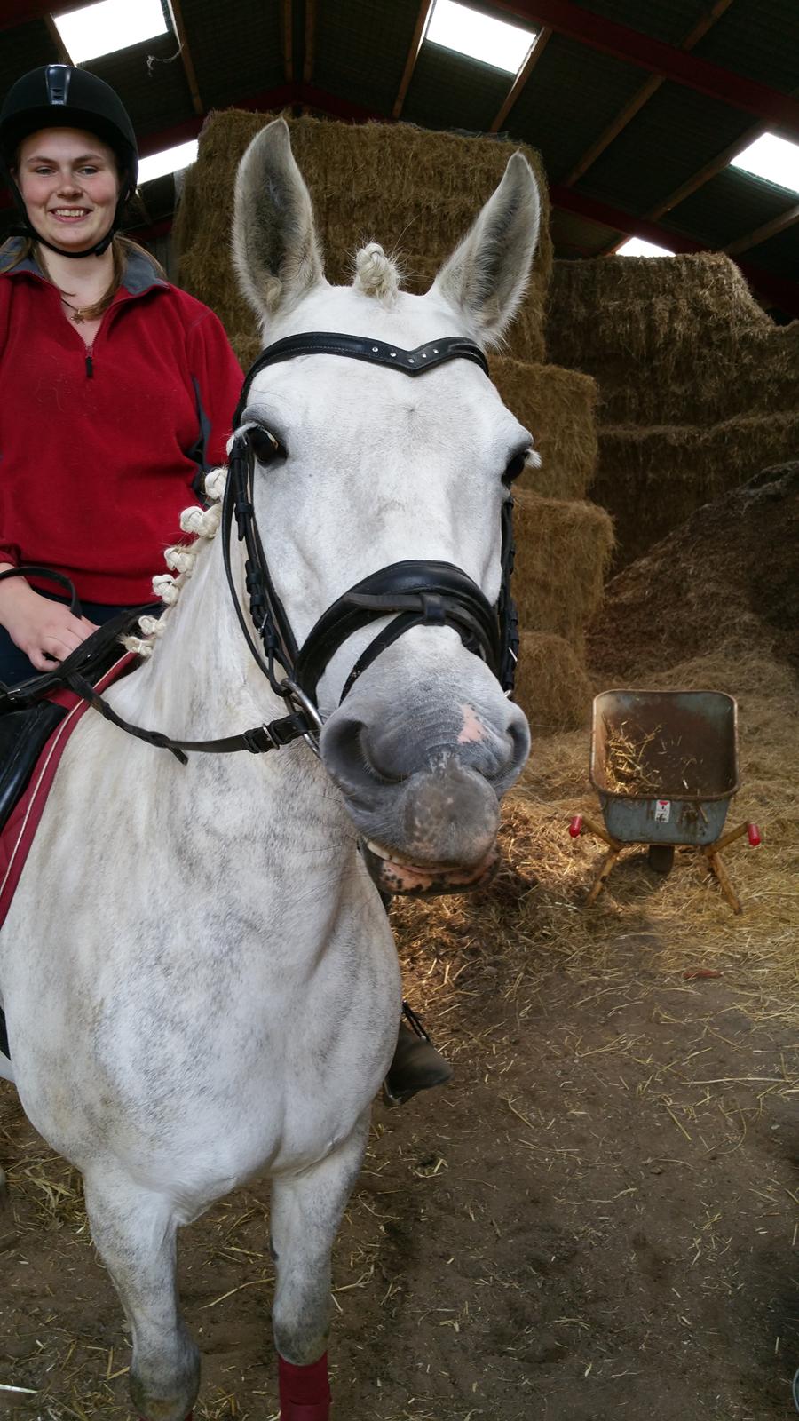 Connemara Bøgely Moonlight billede 18