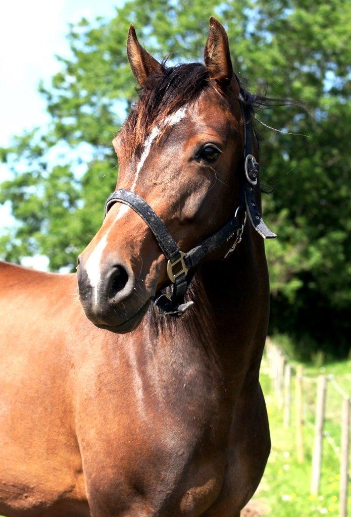 Holstener Waltea billede 15