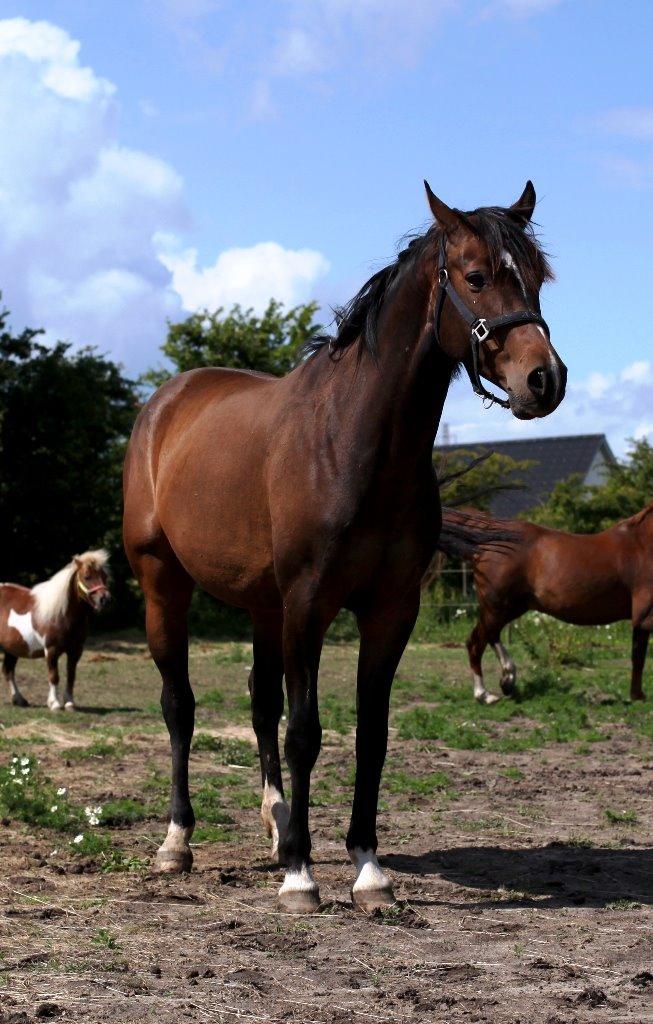 Holstener Waltea billede 17