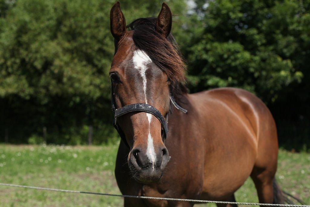 Holstener Waltea billede 16