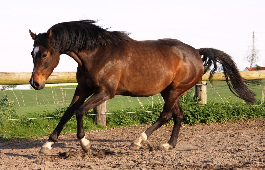 Holstener Waltea billede 19