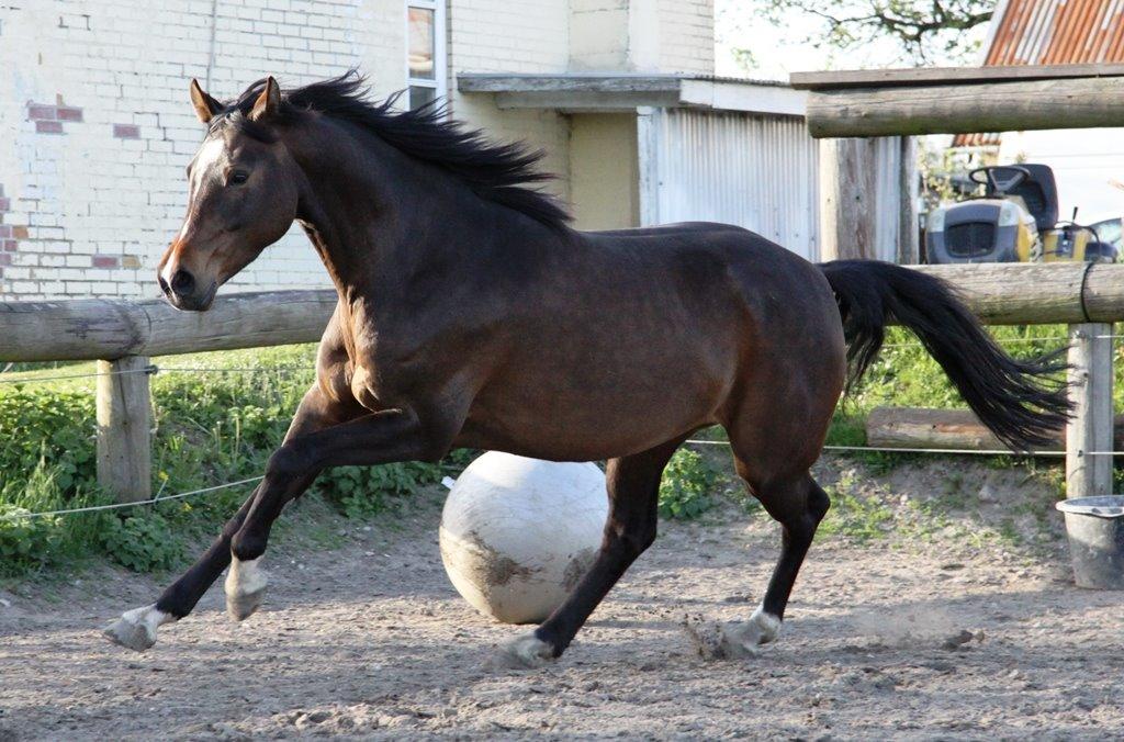 Holstener Waltea billede 18