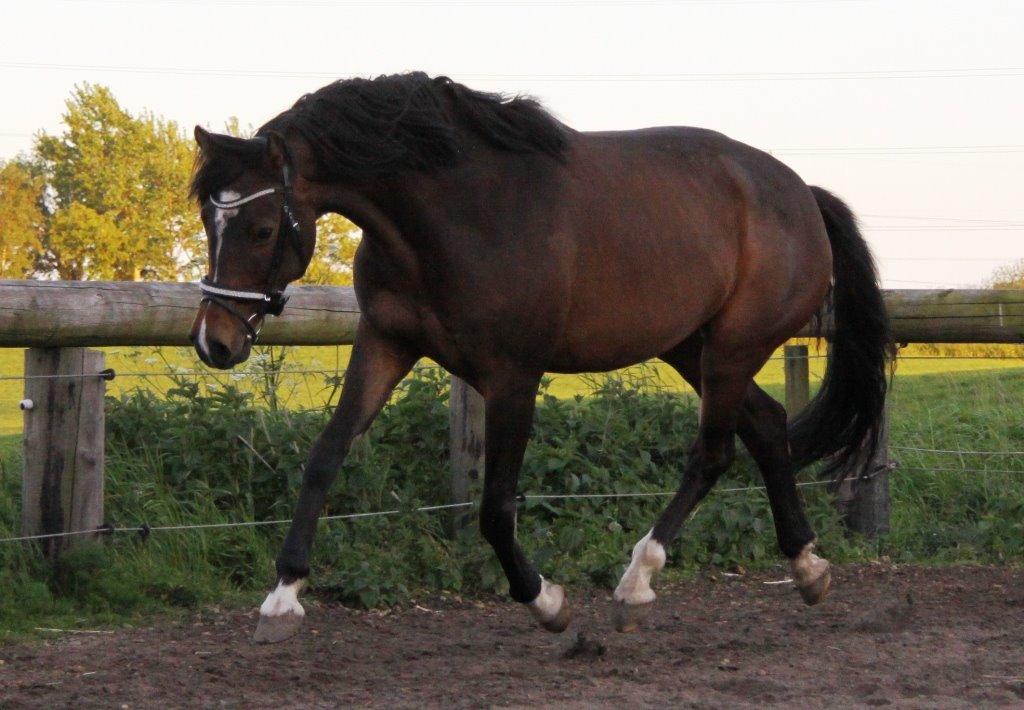 Holstener Waltea billede 20