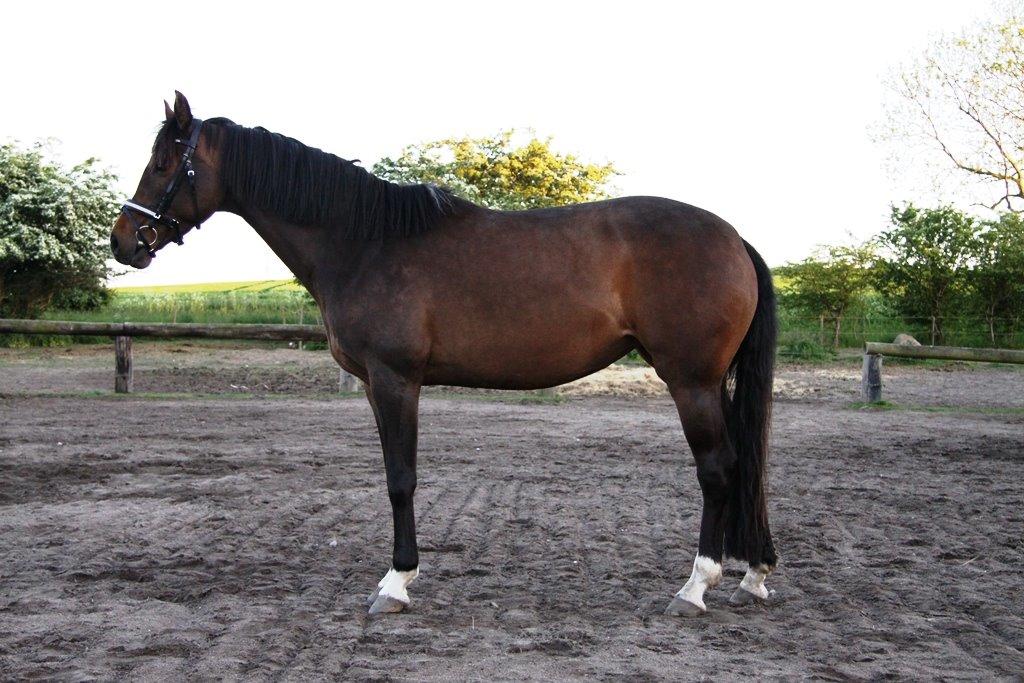 Holstener Waltea billede 22