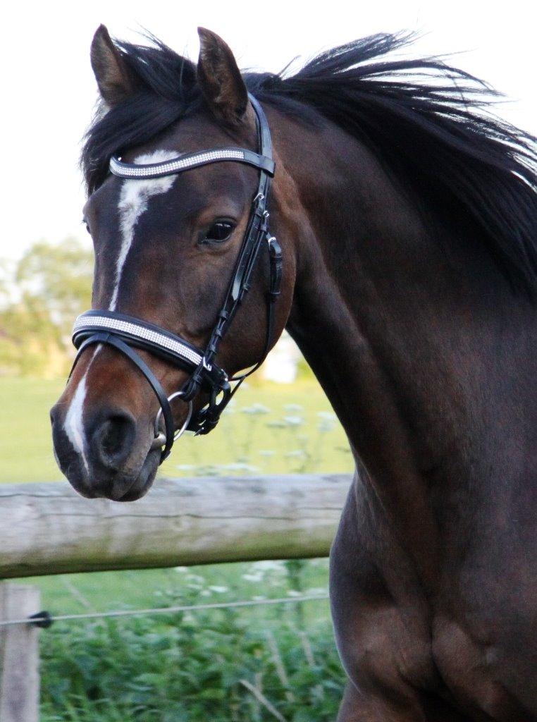 Holstener Waltea billede 21