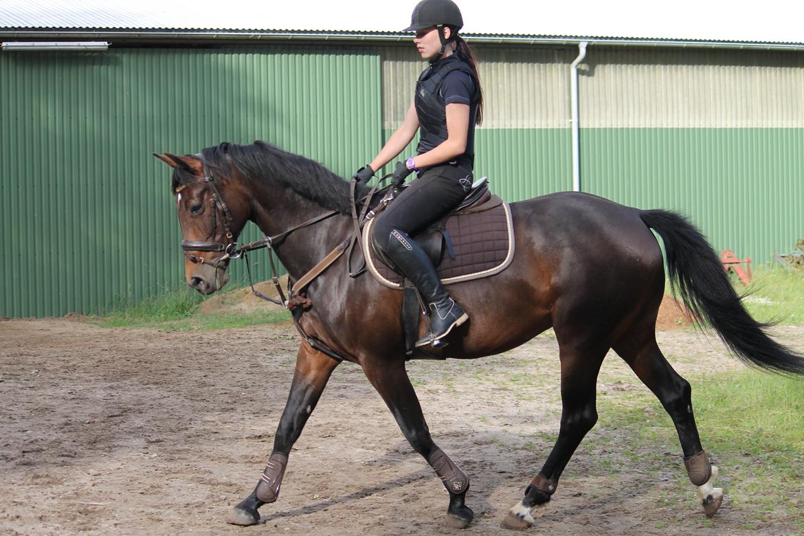 Tysk Varmblod Converta billede 5