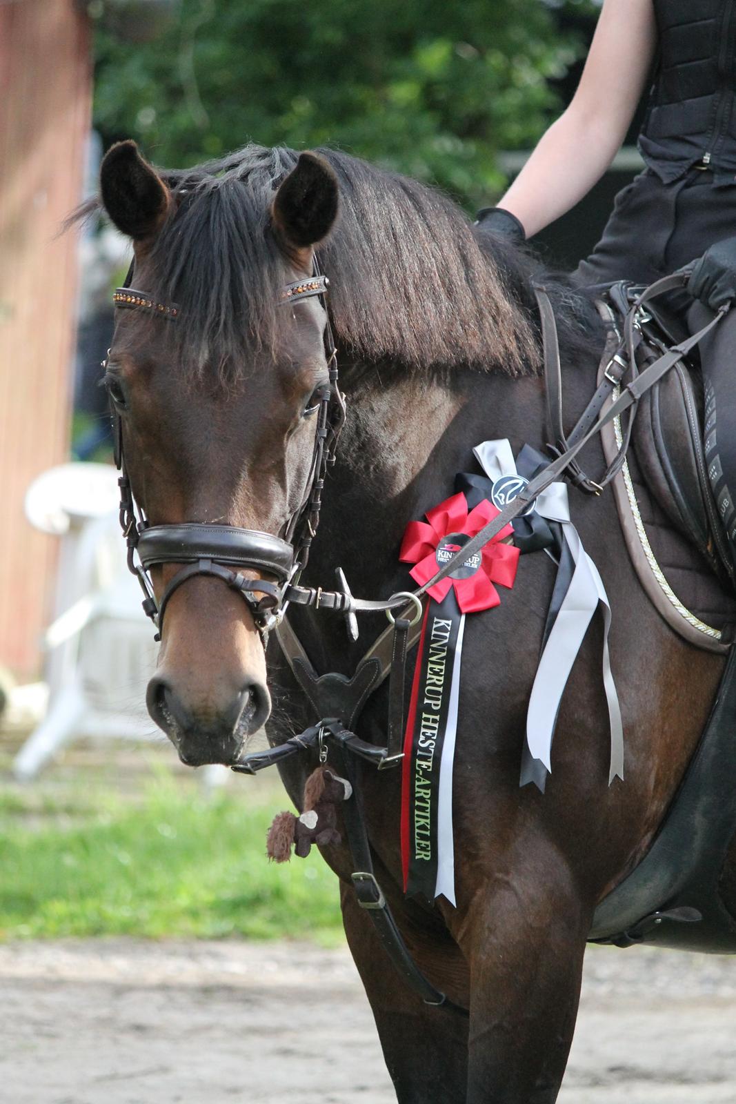 Tysk Varmblod Converta billede 6