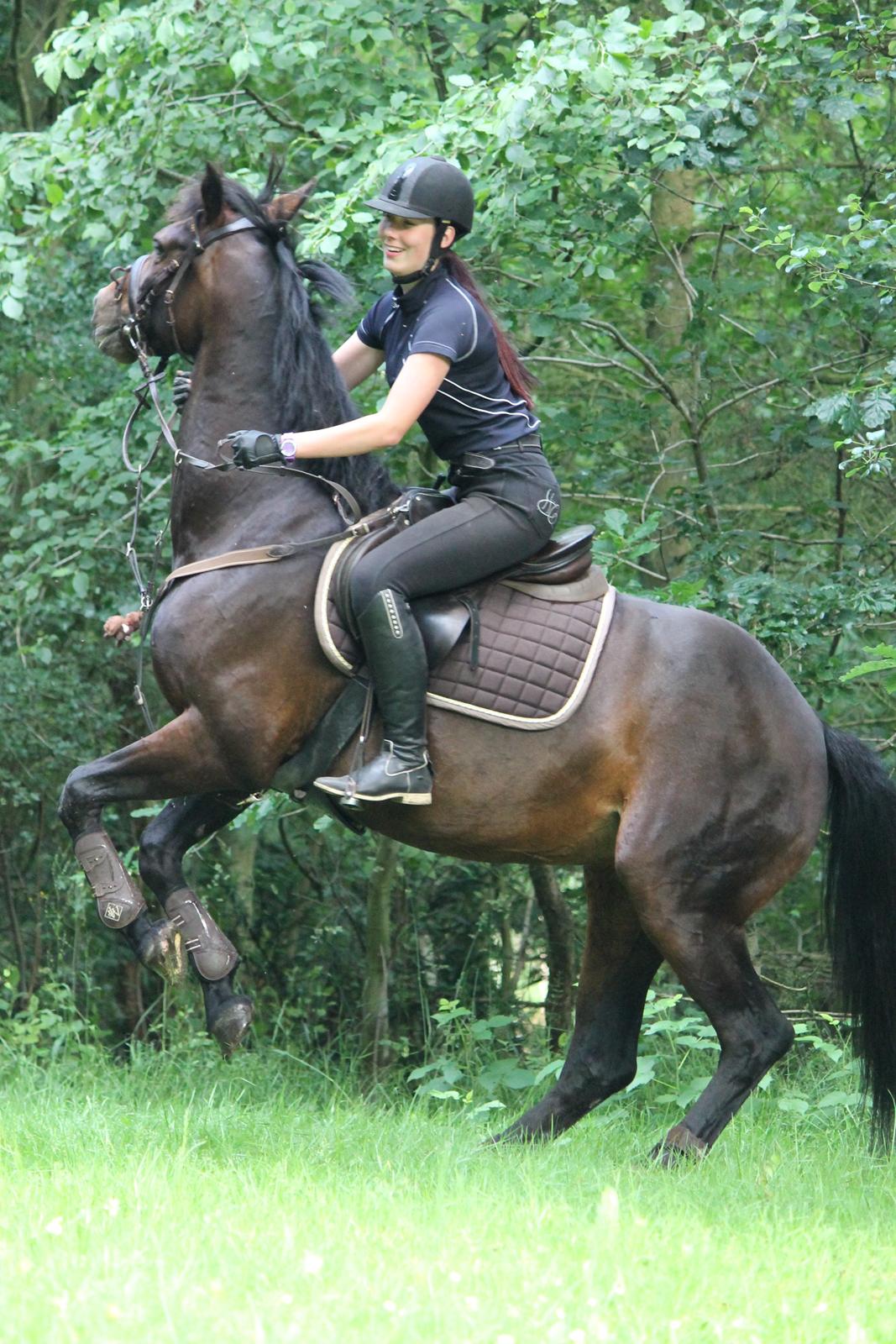 Tysk Varmblod Converta billede 1