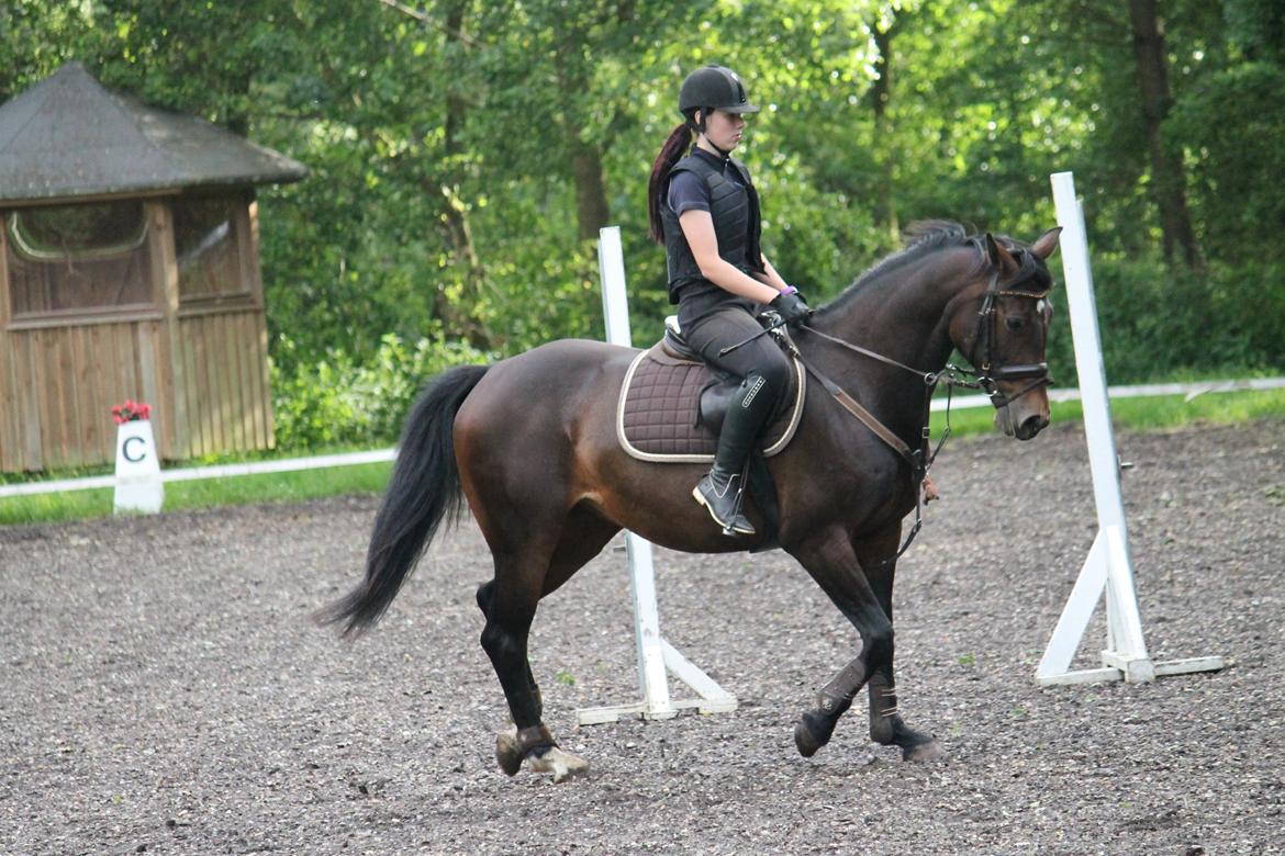 Tysk Varmblod Converta billede 7