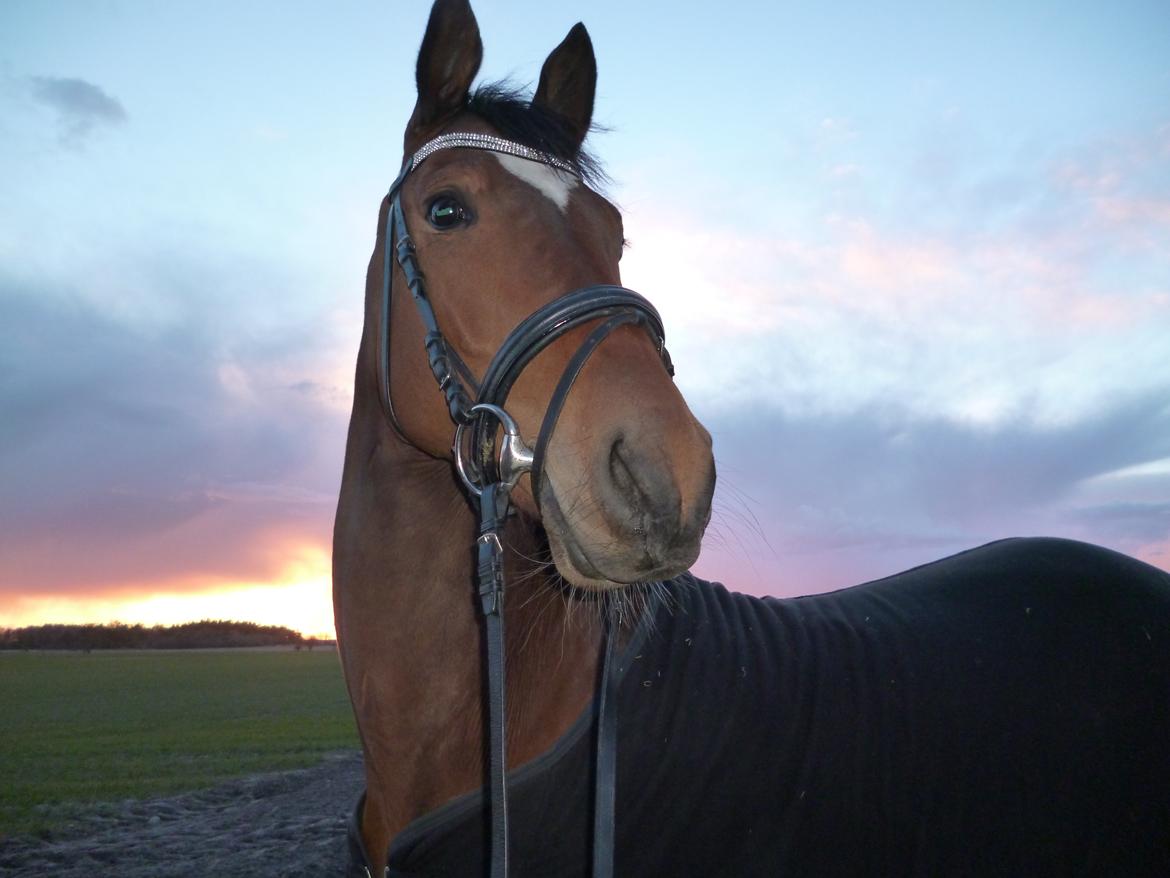 Trakehner Istar billede 15