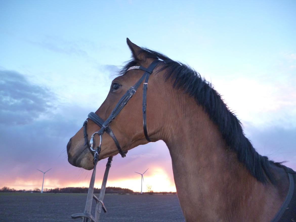 Trakehner Istar billede 16