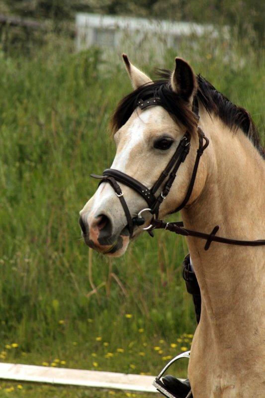 Anden særlig race Roosgårdens Chanti  billede 24