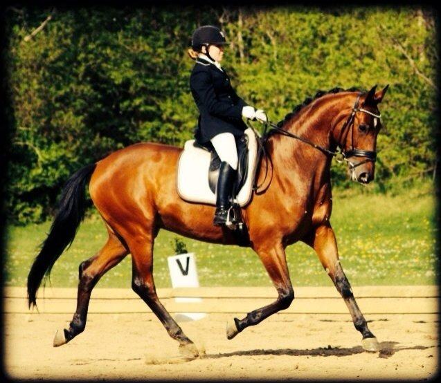 Trakehner Ozzy Cooper billede 14